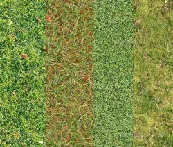 Textures grass