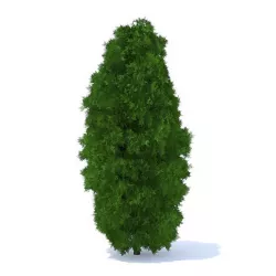 Thuja Shrub