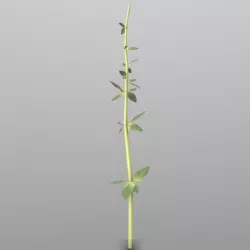 Thyme
