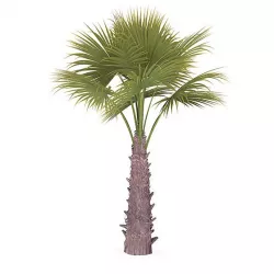 Windmill Palm