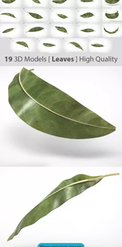 19 Model of Leaves - Very high quality