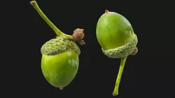 Acorn 001