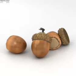Acorn