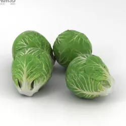 Brussels Sprout