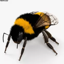 Bumblebee HD