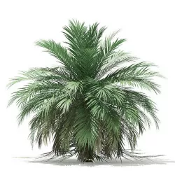 Butia Palm Tree 3D Model 3.5m