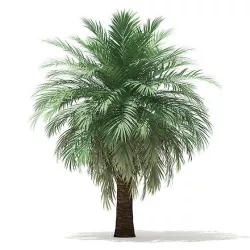 Butia Palm Tree 3D Model 4.5m
