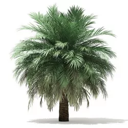 Butia Palm Tree 3D Model 4m