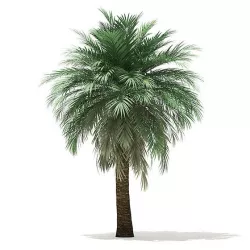 Butia Palm Tree 3D Model 5.2m