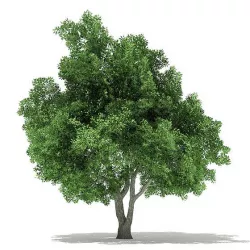 Champion Oak 3D Model 10.5m