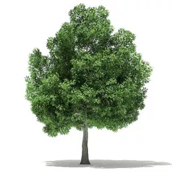 Champion Oak 3D Model 10m
