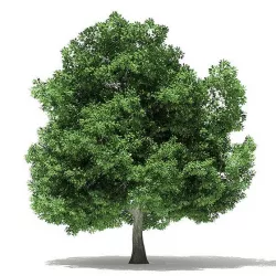 Champion Oak 3D Model 19m