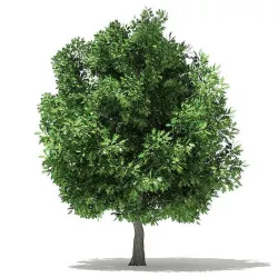 Champion Oak 3D Model 6.4m