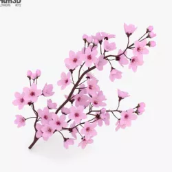 Cherry Blossom