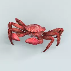 Christmas Island Red Crab