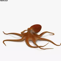 Common Octopus HD