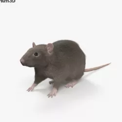 Common Rat HD