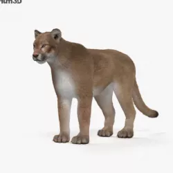 Cougar HD
