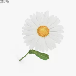Daisy