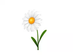 Daisy