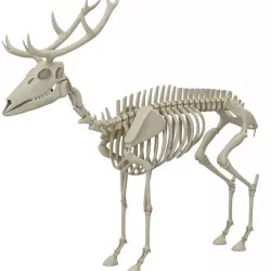 Deer Skeleton