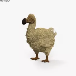 Dodo HD
