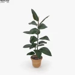 Ficus