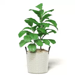 Fig Plant 3D Model in Wicker Basket