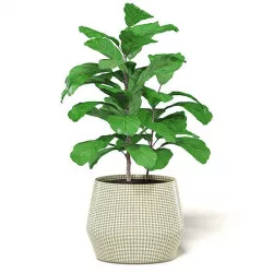 Fig Plant 3D Model in Wicker Basket