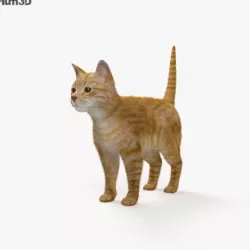 Ginger Cat HD