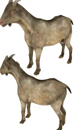Goat