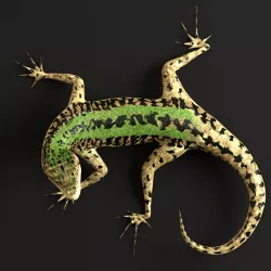 Green Lizard - Podarcis Sicula