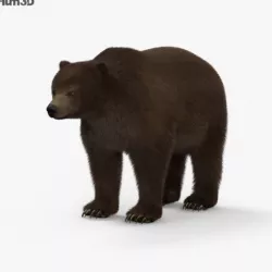 Grizzly Bear HD