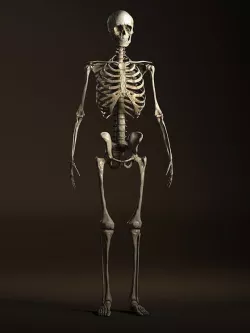 Human Anatomy Skeleton