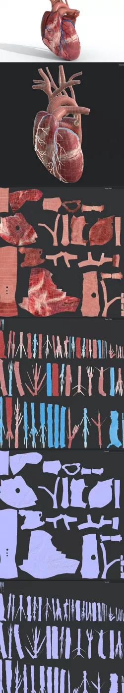 Human Heart animated