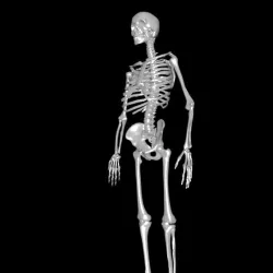 Human Skeleton