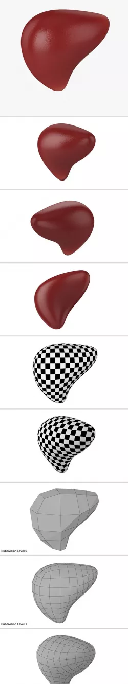 Liver
