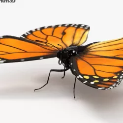 Monarch Butterfly