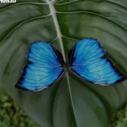 Morpho Amathonte