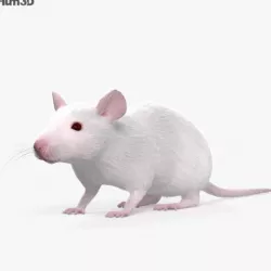Mouse White HD