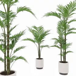 Palm