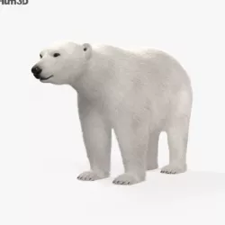 Polar Bear HD