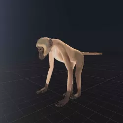 Realistic Monkey