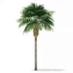 Sabal palm tree