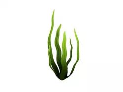 Seaweed