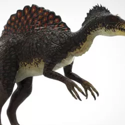 Spino