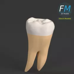 Stylized human first molar tooth
