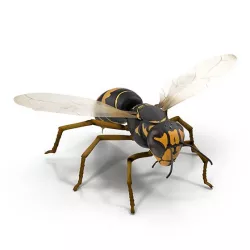 Wasp Vespula
