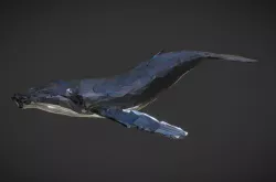 whale