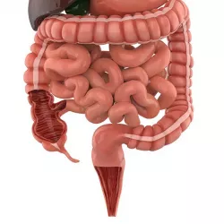3D model Digestive System